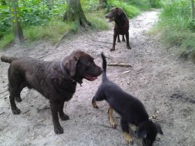Matisse & Mees & Boris.jpg